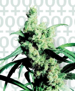 Silver Haze #9 Hanfsamen
