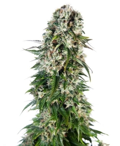 Big Bud Automatic Hanfsamen