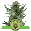 Royal Dwarf Auto