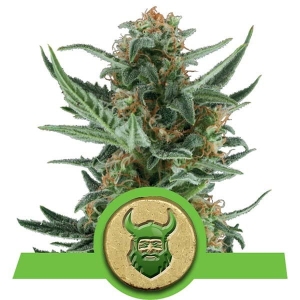 Royal Dwarf Auto Hanfsamen