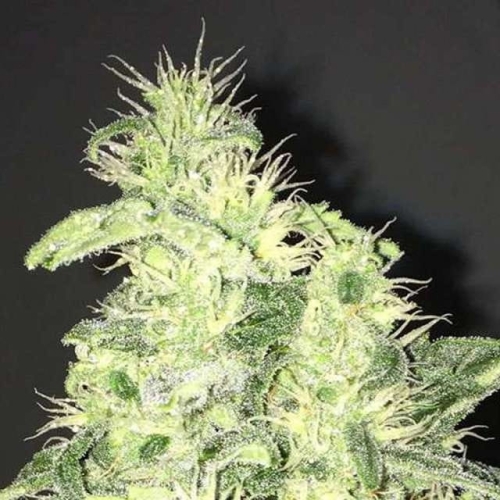Supreme CBD Durban