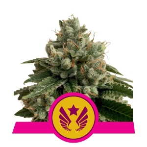 Legendary OG Punch  Hanfsamen