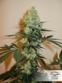 Master Kush (MasterKush)