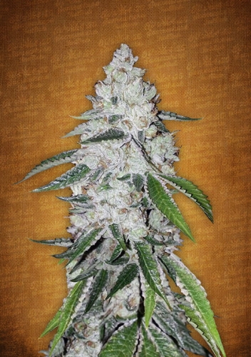 West Coast OG Auto