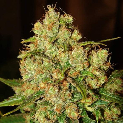  Master Kush