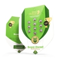 Royal Dwarf Auto