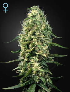 Super Silver Haze CBD Hanfsamen