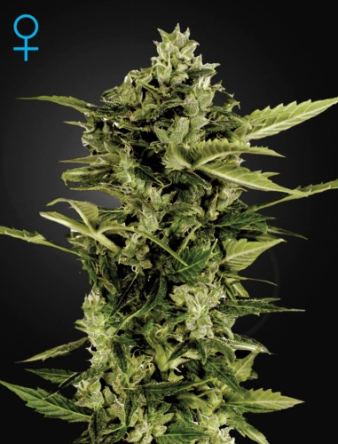Auto Bomb
