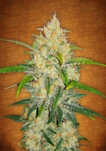 Zkittles Auto Hanfsamen