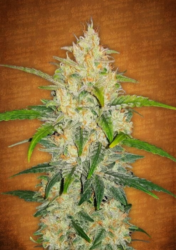 Zkittles Auto