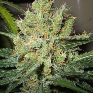 PPP (Pure Power Plant) Hanfsamen