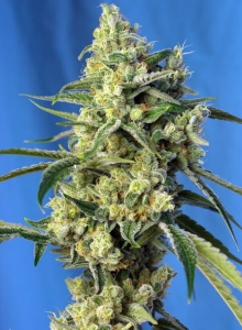 Sweet Amnesia Haze Hanfsamen