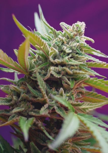 Black Jack Auto