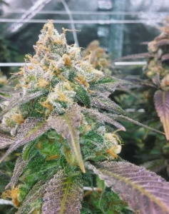 Dream Berry Hanfsamen