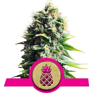 Pineapple Kush  Hanfsamen