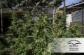 Skunk #11