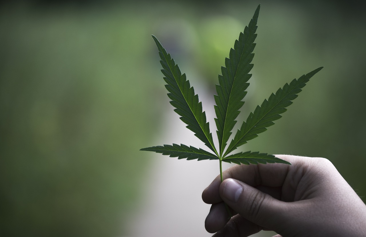 Hauptarten von Cannabis