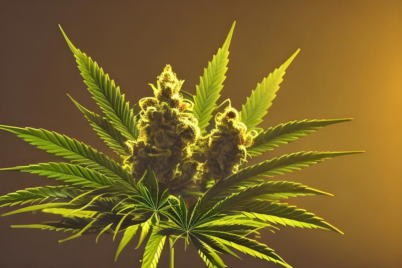 Cannabis