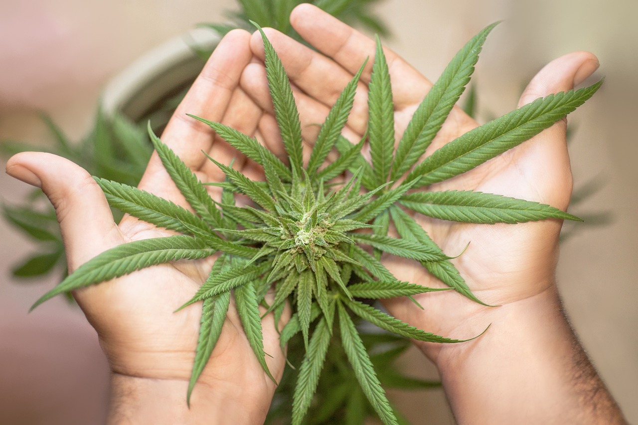 Hände bedecken Marihuana