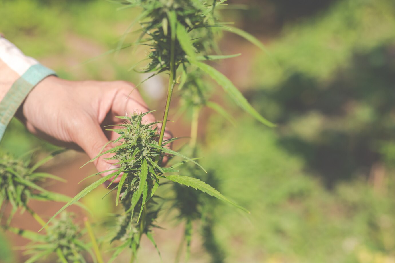 Cannabissamen lagern - Tipps für die richtige Aufbewahrung