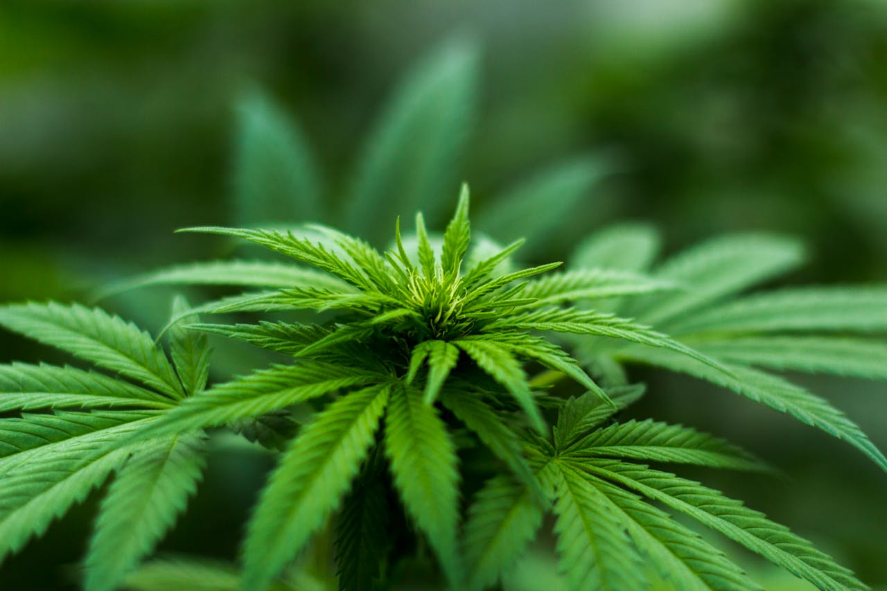 Wie kann man das Geschlecht von Cannabis erkennen?