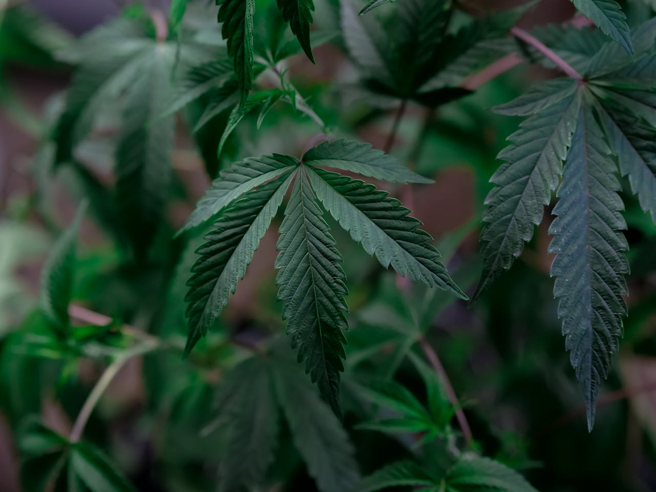 Welcher Dünger für Cannabis während der Blüte?