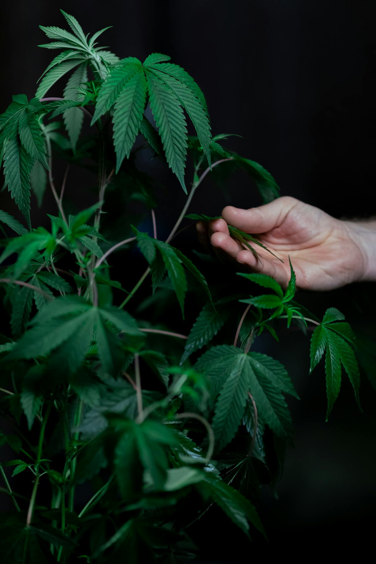 Cannabisstängel - was macht man mit ihnen?