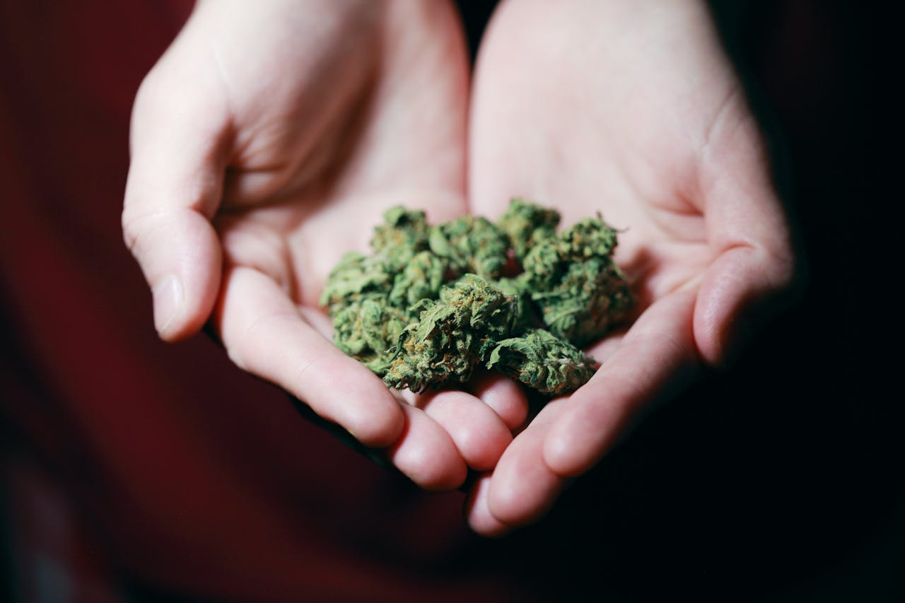 Wie sieht Schimmel auf Cannabis aus und wie wird man ihn los?