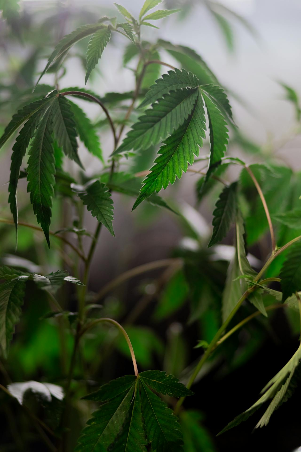 Welche Art von Land für den Anbau von Cannabis?